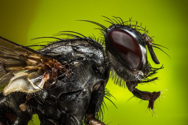 муха, макро. Мухаphoto preview