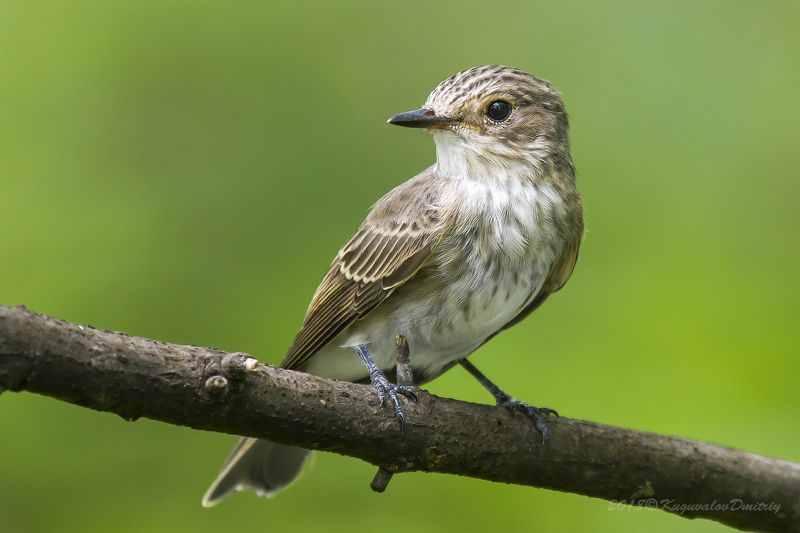 Серая мухоловкаphoto preview