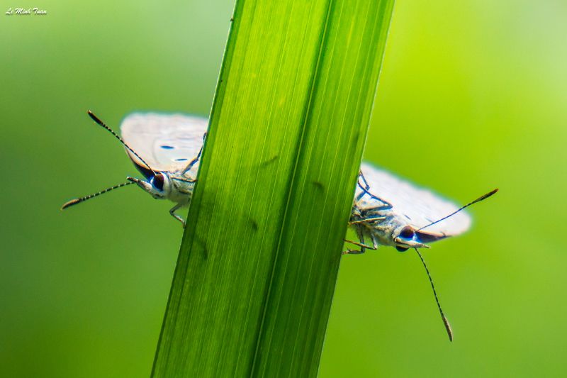 butterflies Hidden joyphoto preview