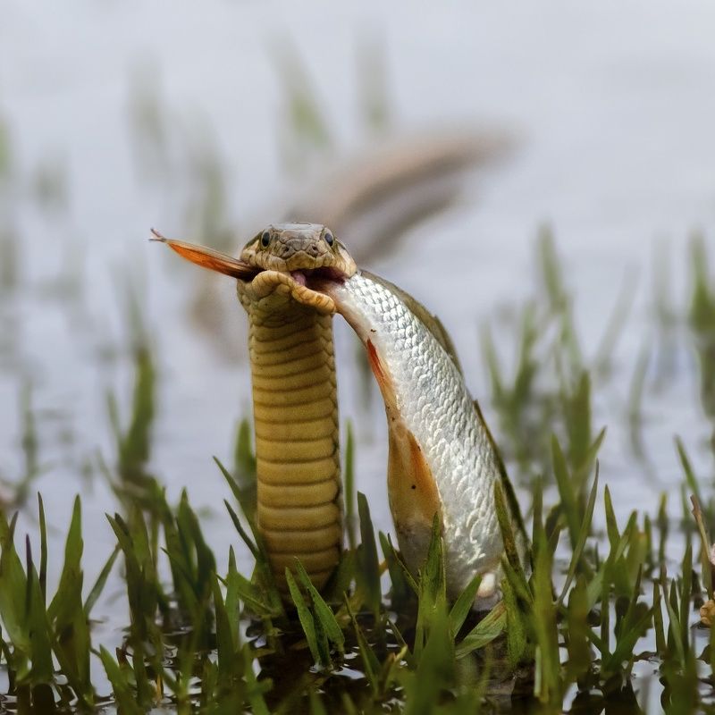 Wildlife!photo preview