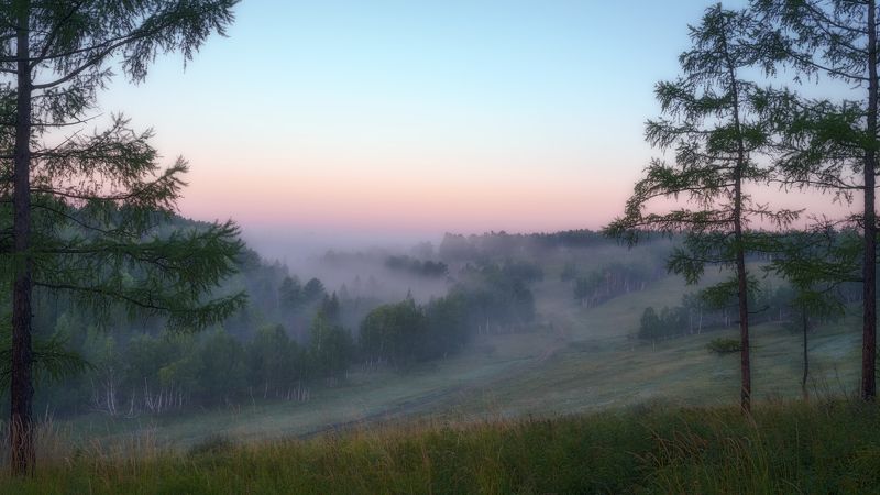 россия , сибирь, природа,раннее утро , туман, лес, берёзы, лиственница. russia, siberia, nature, early morning, fog, forest, birch, larch Утро грибное, утро туманное...photo preview