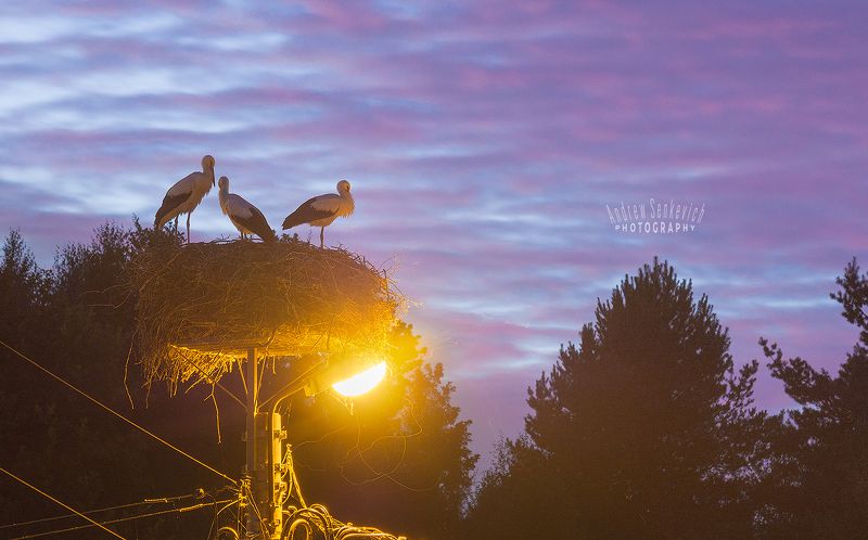 дикий, аист, птенцы, закат, вечер 5 секунд спокойствияphoto preview