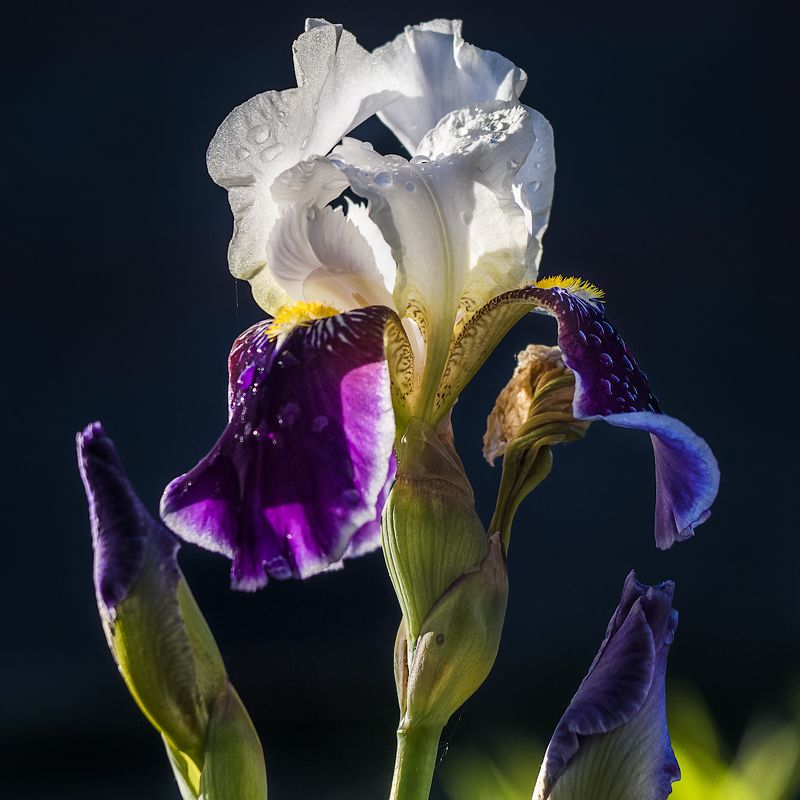 Франт.photo preview