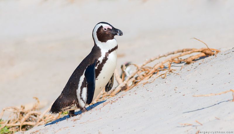 African penguin; penguin; south africa, boulders beach, пингвин, птица, животные, природа, южная африка, Африканский пингвинphoto preview