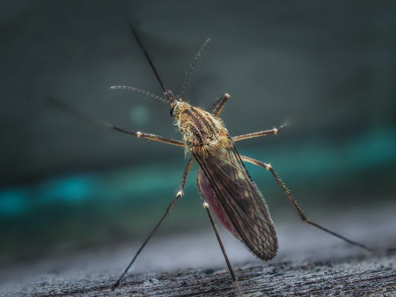 комарphoto preview