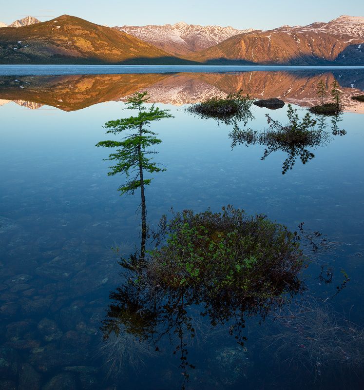 озеро, колыма, июнь, деревья, отражение, горы, рассвет, вода, берег, утро Колымские бонсаиphoto preview