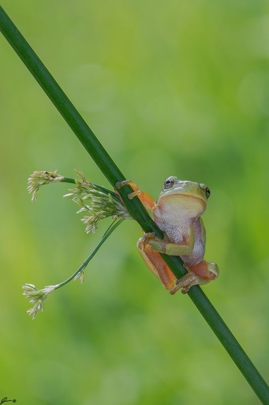macro, makro, frog, wild, wildlife, nature, Hyla arboreaphoto preview