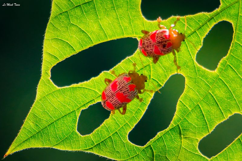 beetle On bab roadphoto preview