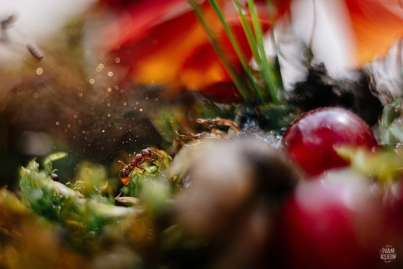 макро, макросъемка, муравей, насекомое, насекомые, природа, животное, животные, муравьи, Путешествие муравьяphoto preview