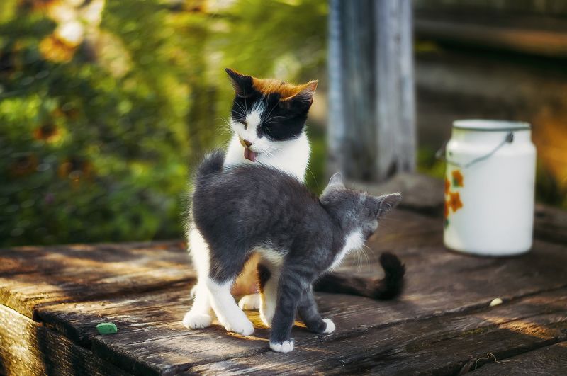 Margoshaphoto preview