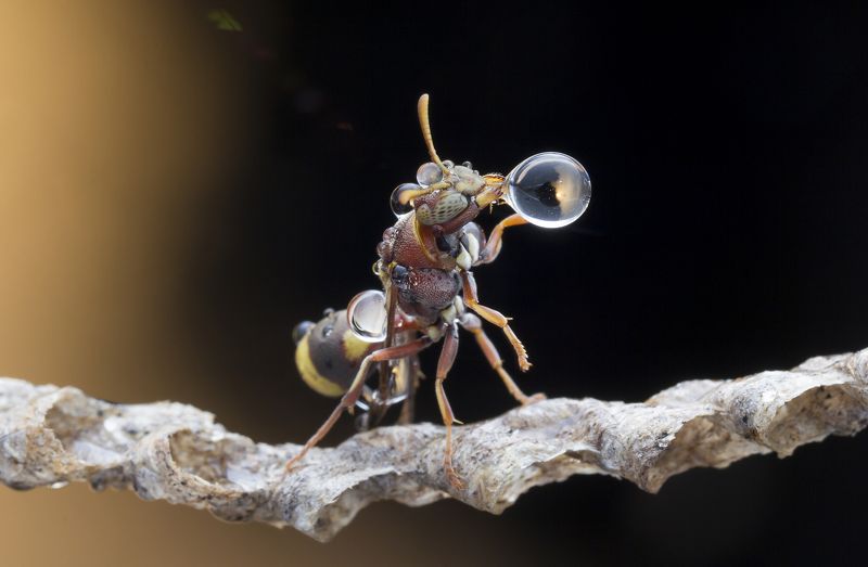 #macro#wasp#colors#waterbubbles#reflection Wasp 180813Aphoto preview