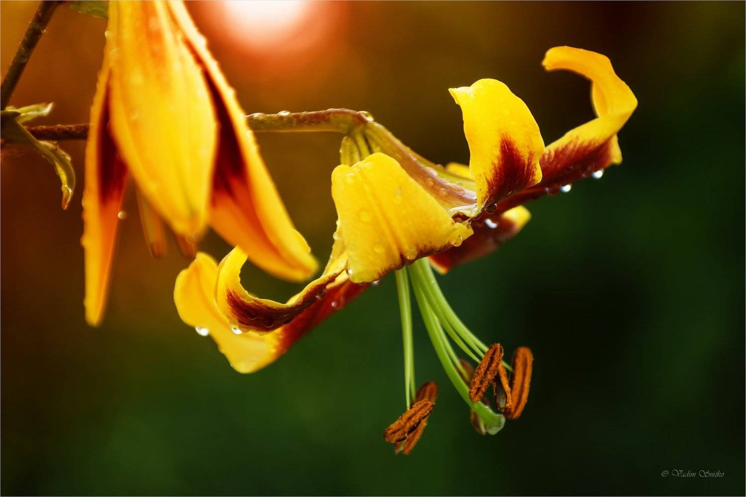 Автор: Вадим , Вадим