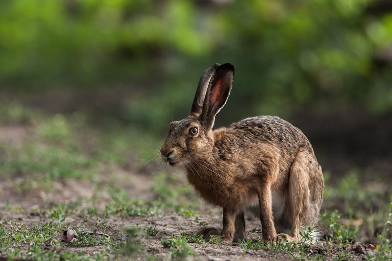 заяц, животные, природа, Навострил ушиphoto preview