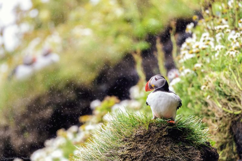 Арктический тупикphoto preview