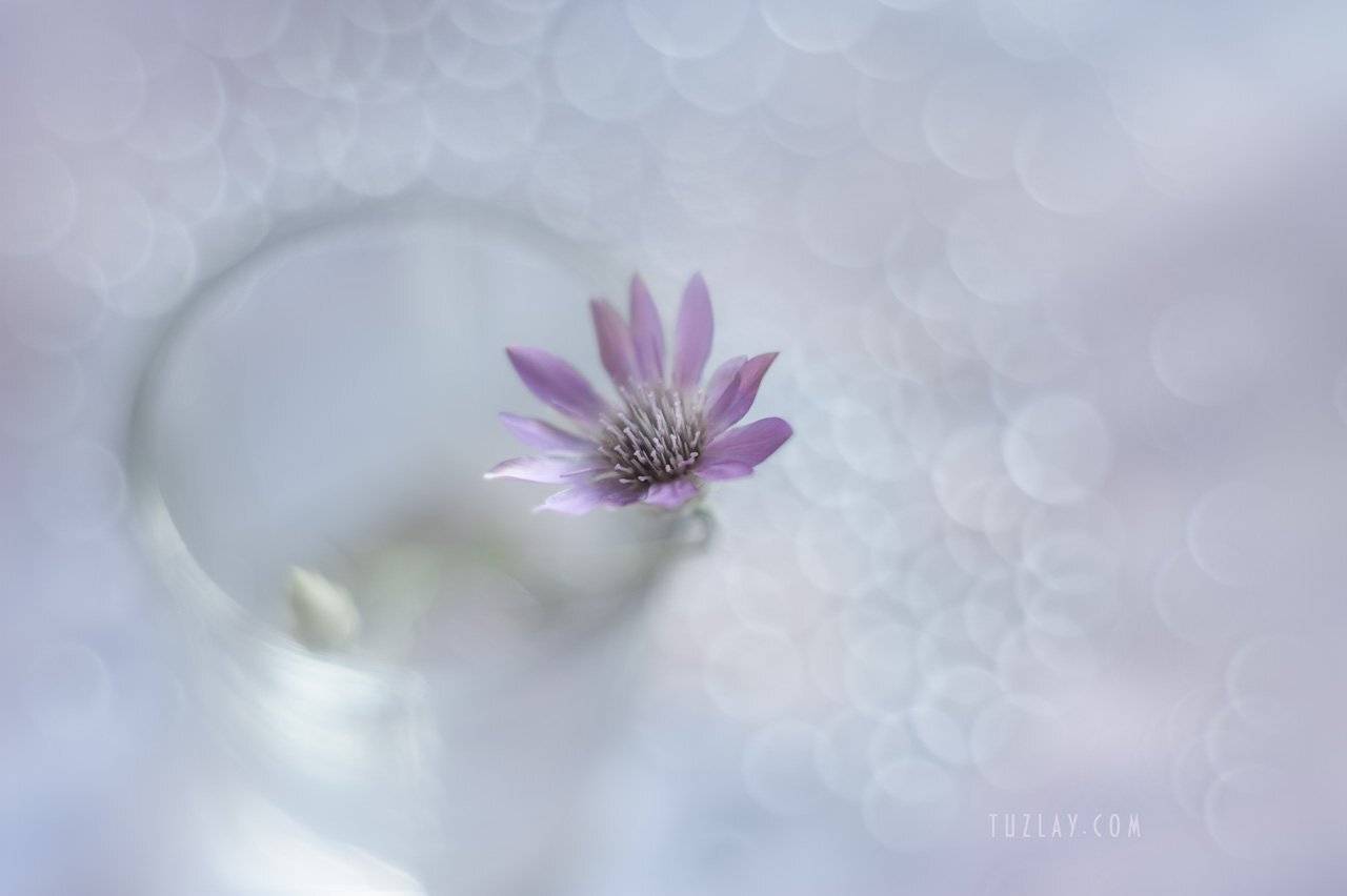 сухоцвет, бессмертник, юпитер 8, боке, софт фокус, лето в стакане, Владимир Тузлай