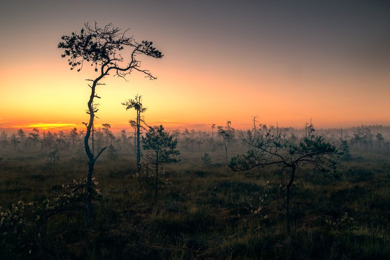 sunrise,trees,forest,colors,lithuania,travel,zeiss21mm zf.2, Утро в болотеphoto preview