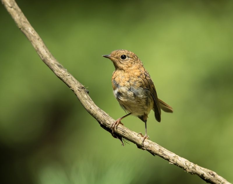 птицы,зарянка, малиновка, Любопытныйphoto preview