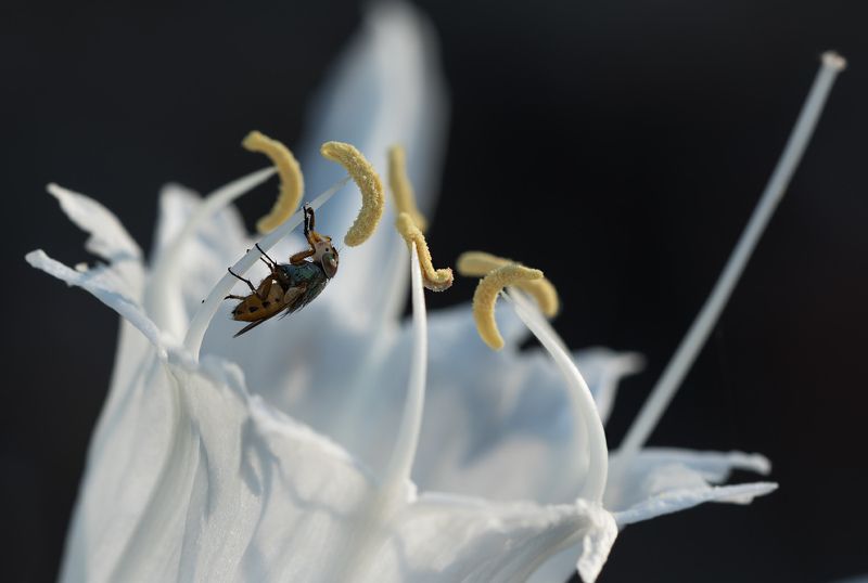 муха,утро Пробуждениеphoto preview