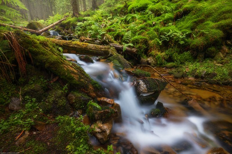 Карпаты, ручей,лес, горы, природа ***photo preview