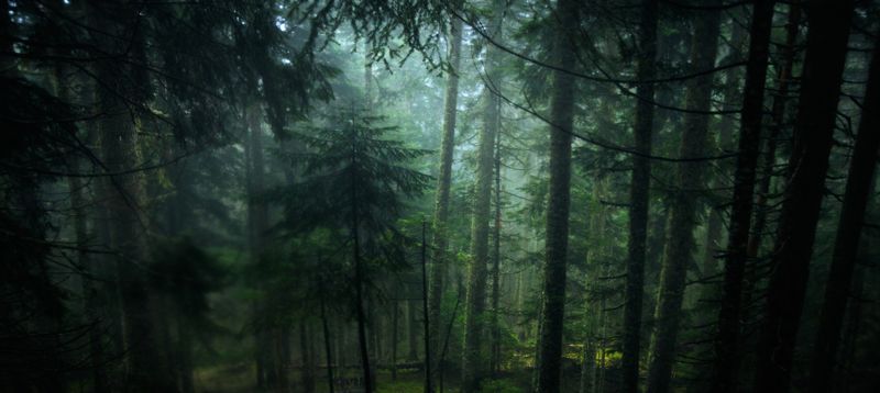 montenegro, forest, durmitor, after rain, evergreen, nature, outside, черногория, лес, durmitor, после дождя, вечнозеленый, природа, снаружи, Always greenphoto preview