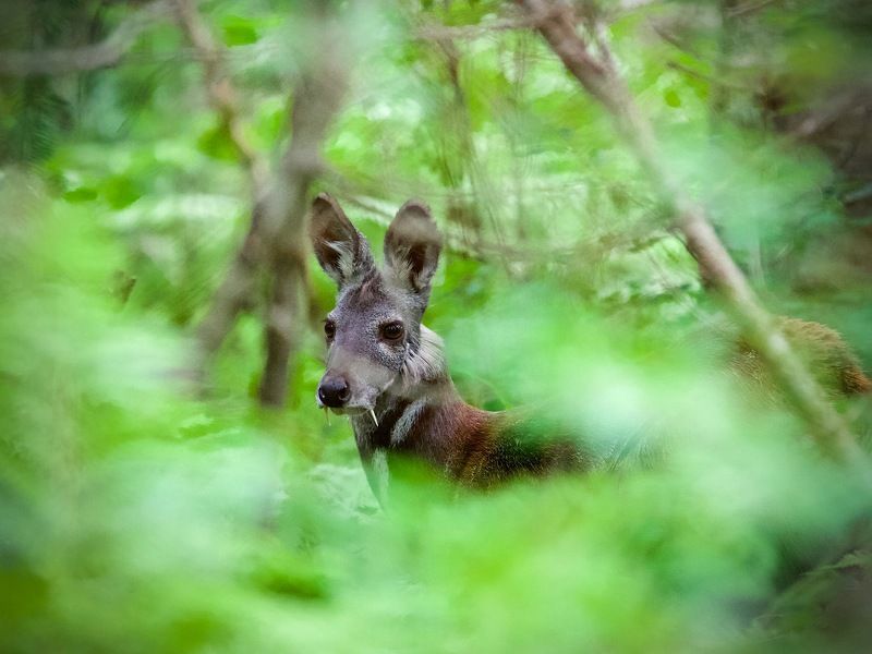 кабарга,тайга,июль,респ.алтай маленькие олени и их маленькие соседи в большой тайге фото превью