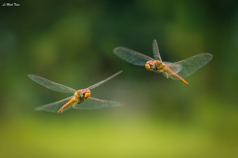 dragonfly Dancing in the airphoto preview