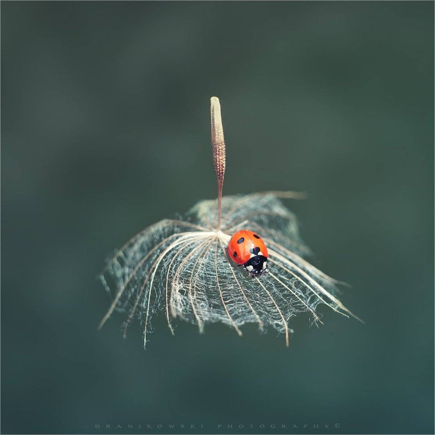 ladybird lands. Автор: Radoslaw Dranikowski ladybird lands ladybug biedronka dranikowski macro magic божья коровка, Radoslaw Dranikowski