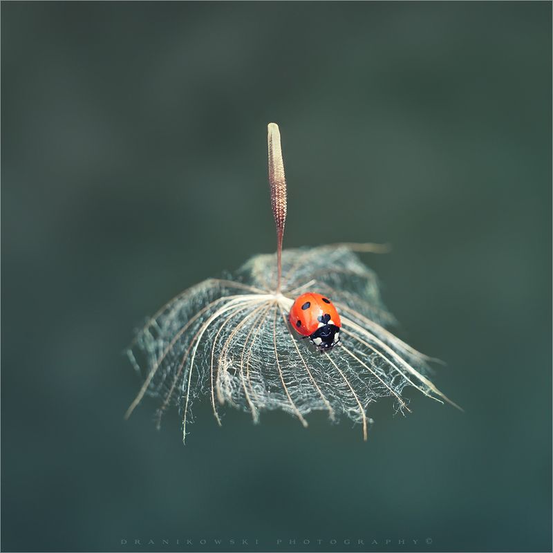 ladybird lands ladybug biedronka dranikowski macro magic божья коровка ladybird landsphoto preview