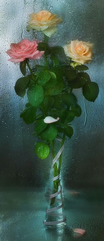 Roses of dreamsphoto preview