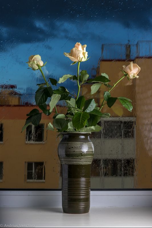 Cream Rosesphoto preview