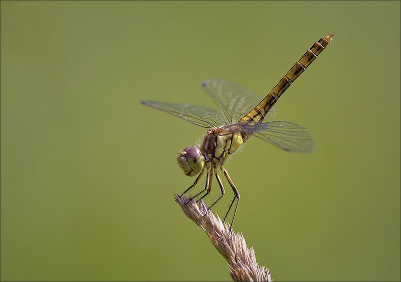 стрекоза ***photo preview