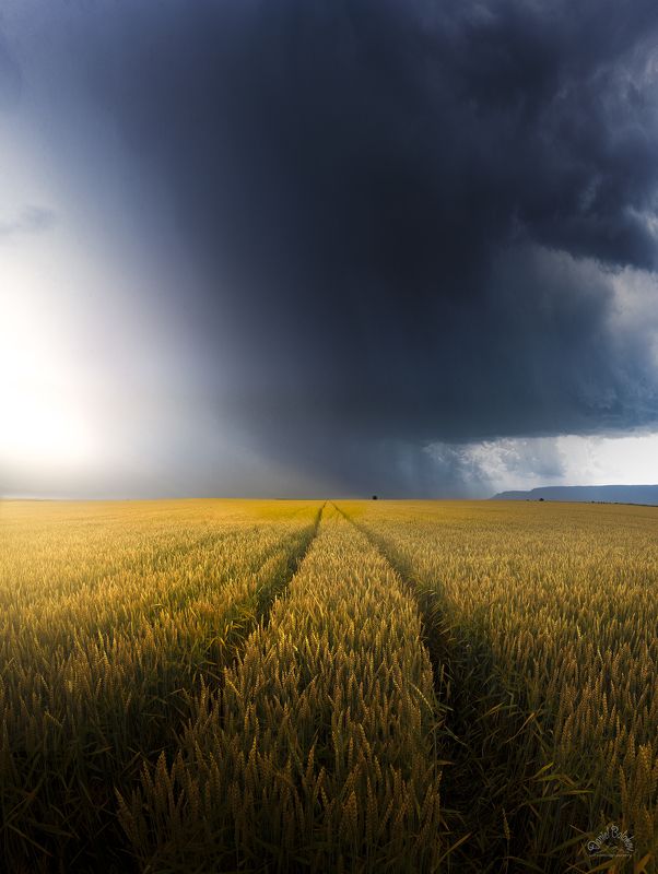 #thunder #cloud #rain #rainy #wheat #field #storm Thundercloudphoto preview