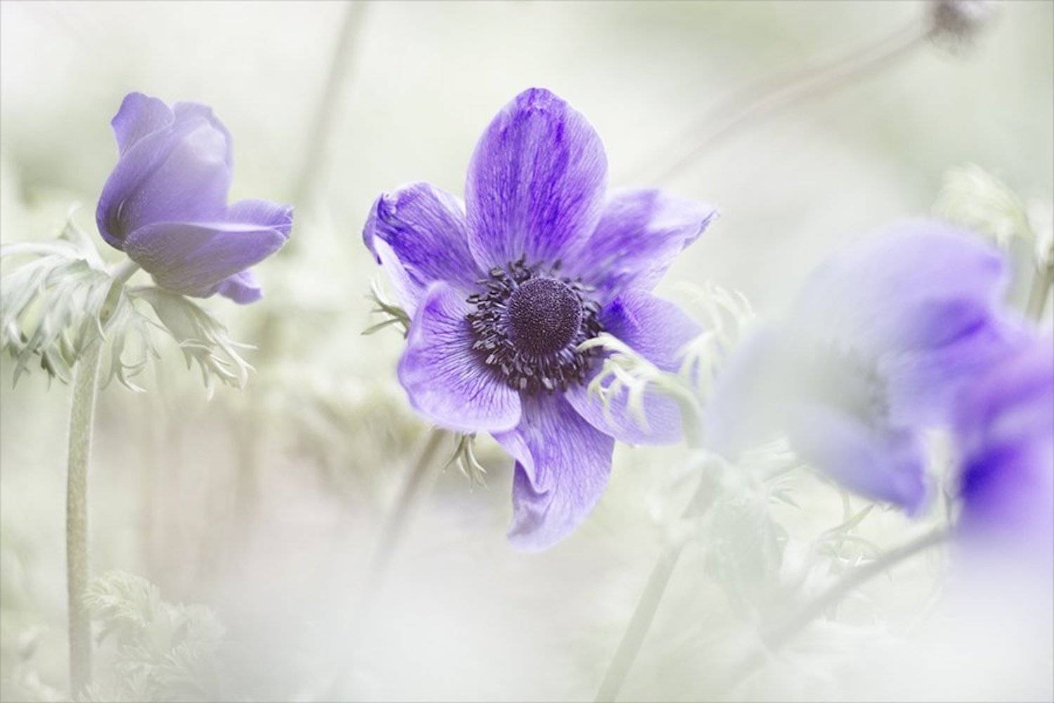 ***. Автор: Наталья Ова , Наталья Ова