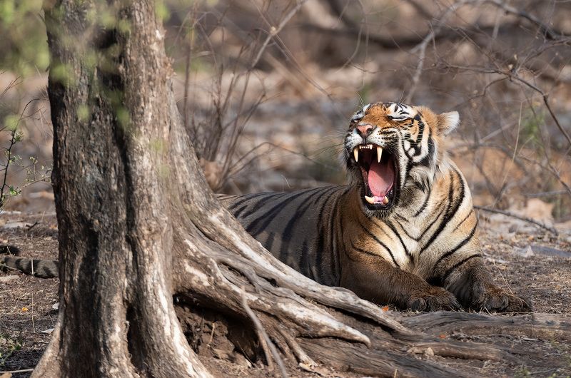 индия Кошка под деревомphoto preview