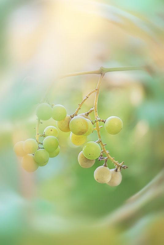 antrisolja, warm, grape Летнее солнцеphoto preview