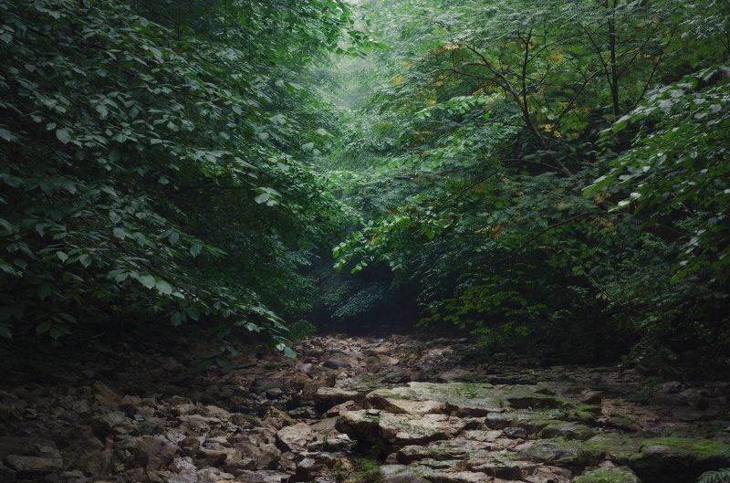 Заглянув в глаза лесу, под веки листвы...photo preview