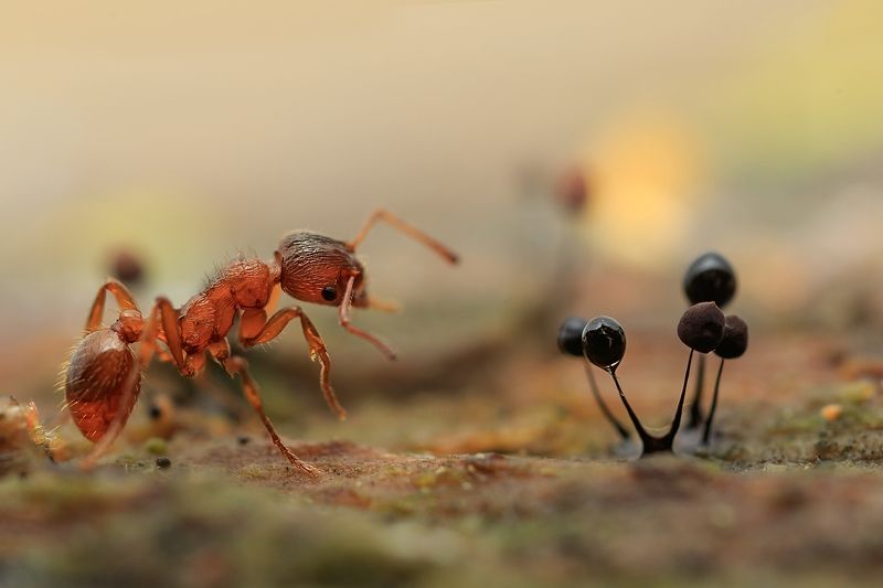 муравей, миксомицеты Озадачен...photo preview