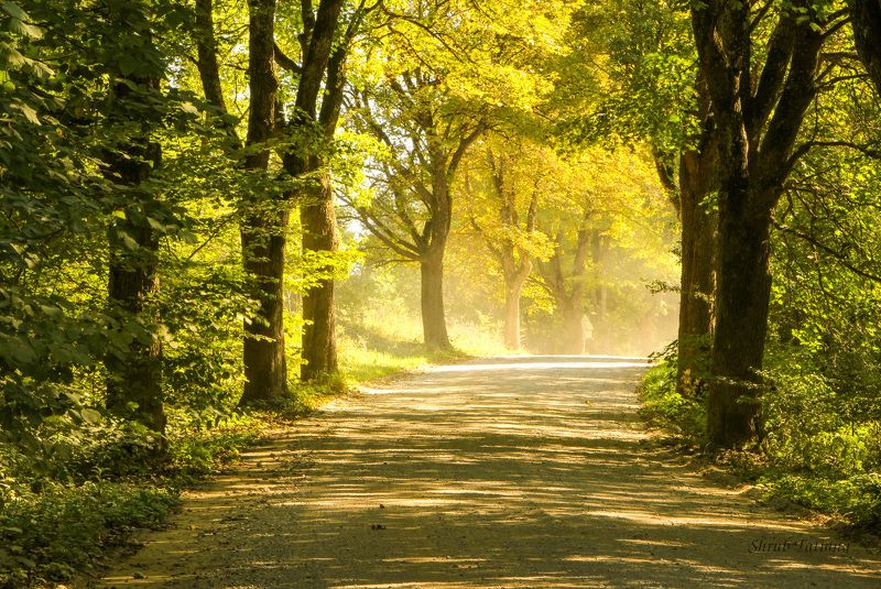 дорога, деревья, путешествие Дорогаphoto preview