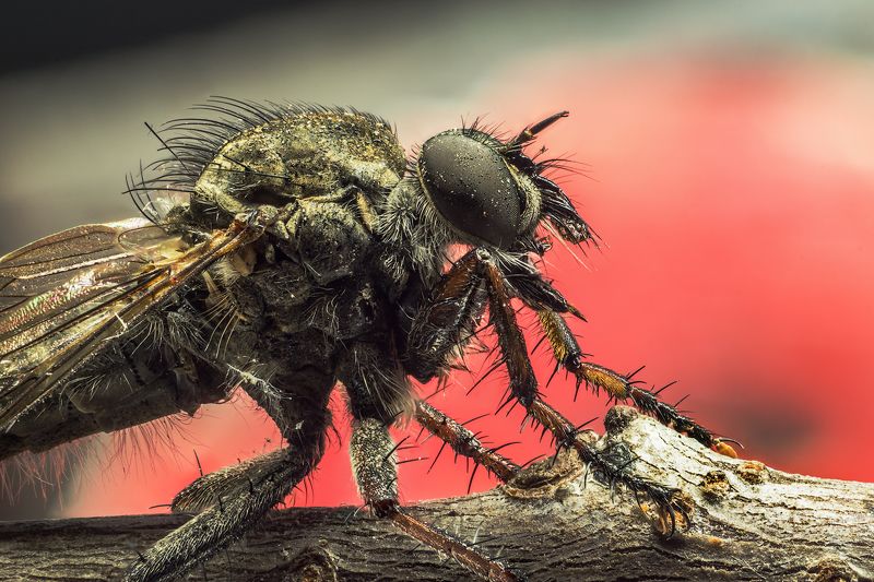 насекомое, макро, капли. Насекомоеphoto preview