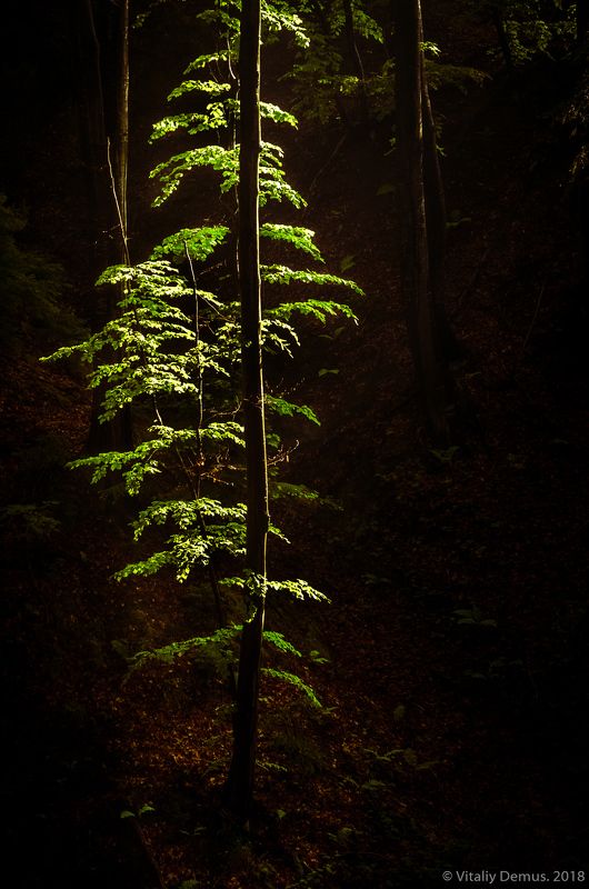 Изумрудное дерево. Карпаты.photo preview