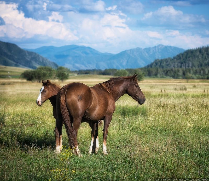 Алтайские скакуныphoto preview