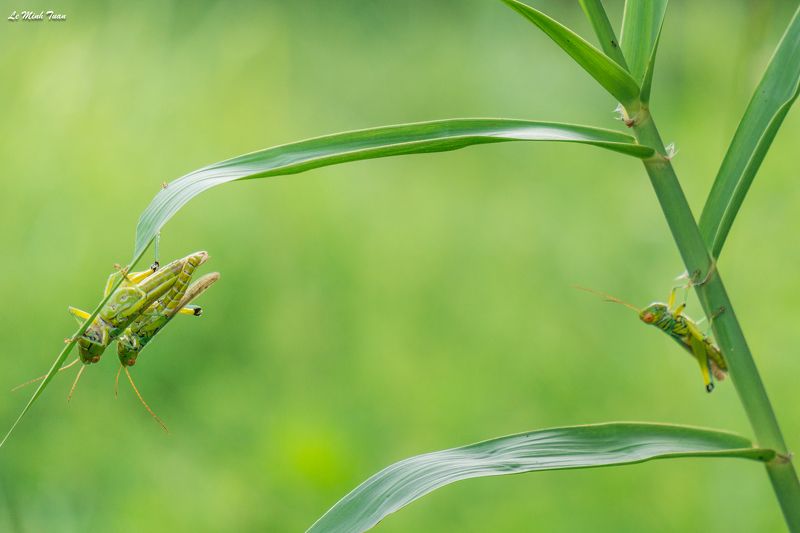grasshopers The winner takes it allphoto preview