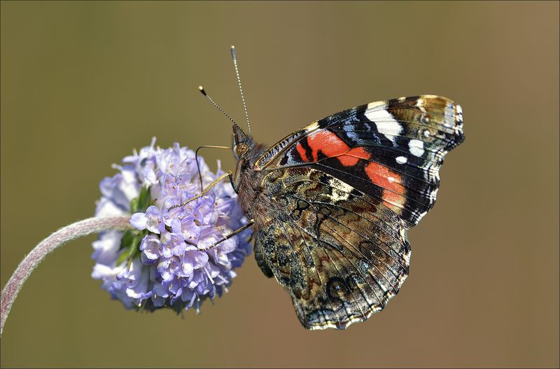 адмирал Процесс...photo preview