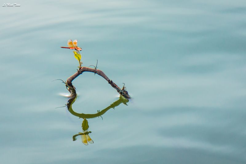 dragonfly Touch the heartphoto preview