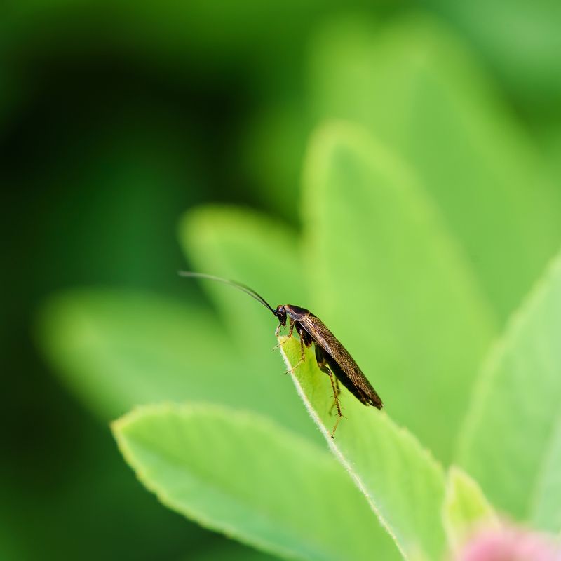 Статный как оленьphoto preview