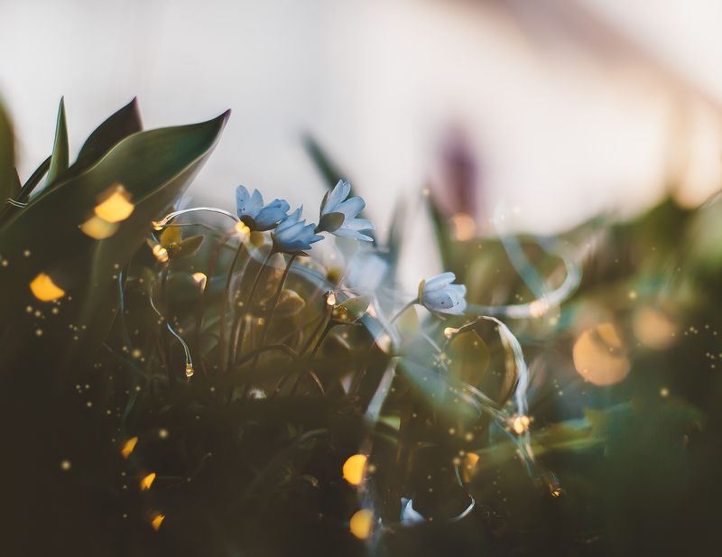 природа, цветы, весна, боке Цветы в лампочкахphoto preview