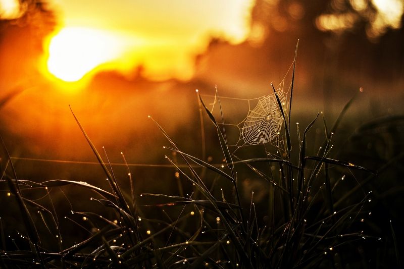 evening, sun, green Eveningphoto preview