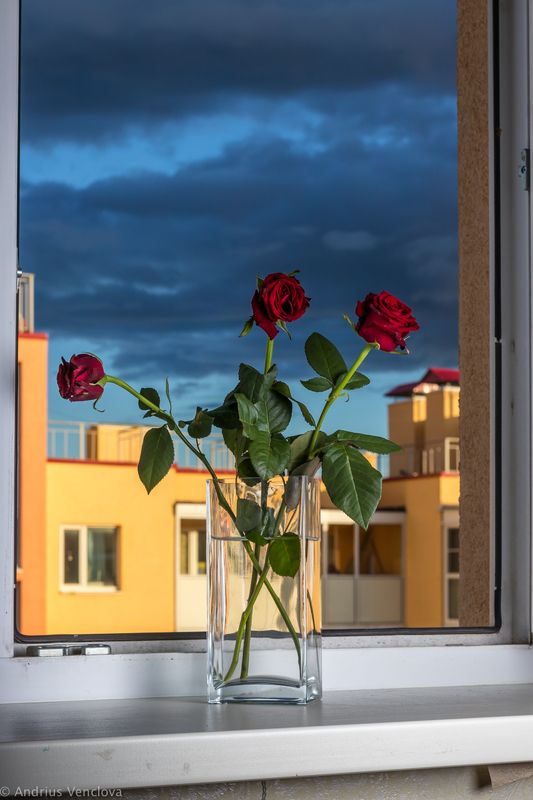 Red Rosesphoto preview