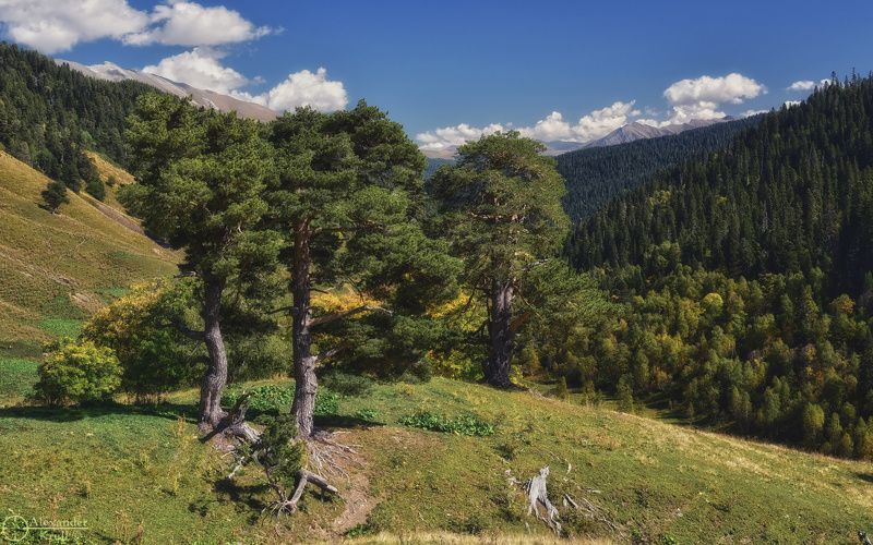 Три сосны... фото превью