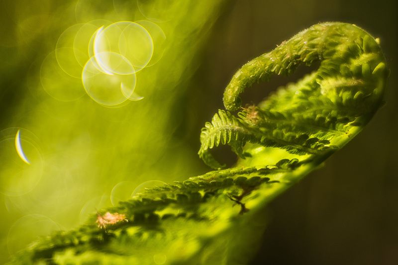 папоротник, флора, утро, роса, триоплан100, trioplan100 Древние.photo preview